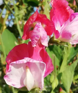 Pat 10 Lathyrus